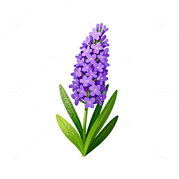 紫色花卉插画素材