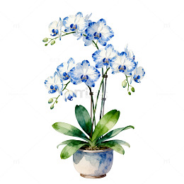 水彩蓝白兰花盆栽插画