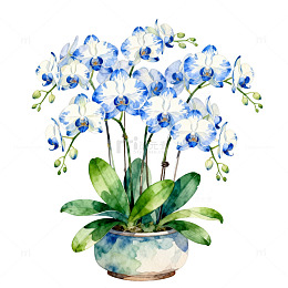水彩蓝白兰花盆栽插画素材