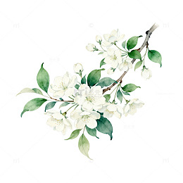 水彩花卉枝桠装饰画