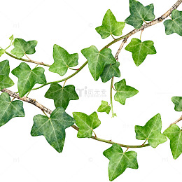 绿色植物藤蔓装饰图案