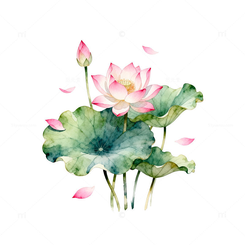 水彩荷花淡雅插画设计素材