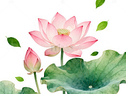 水彩荷花装饰画