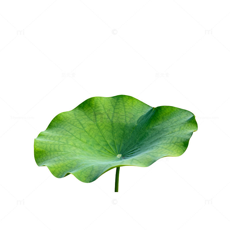 荷叶绿色植物自然素材