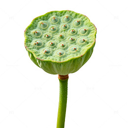 清新植物莲子特写
