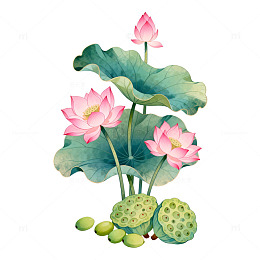 水彩荷花莲蓬插画素材