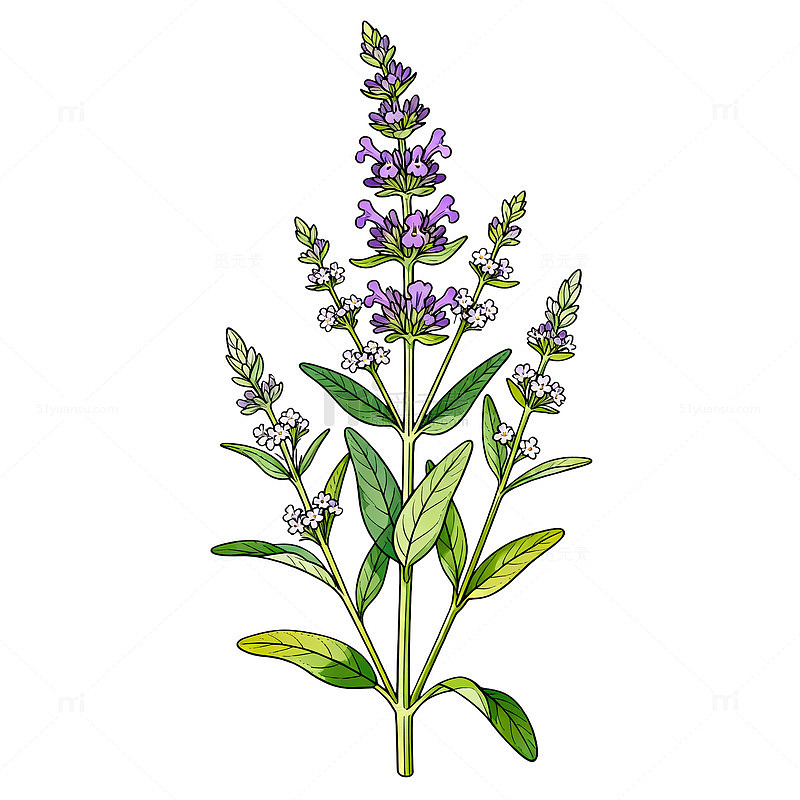 手绘薰衣草植物插画素材