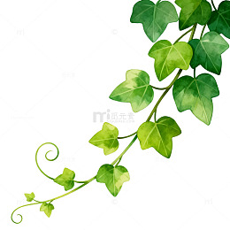绿色藤蔓植物插画素材