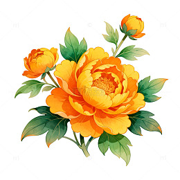 手绘橙色牡丹花卉插画
