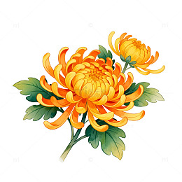 工笔画菊花绽放图