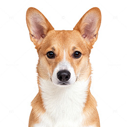 可爱柯基犬特写片
