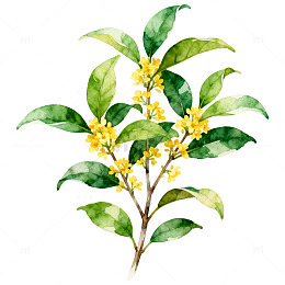 水彩桂花树枝插画