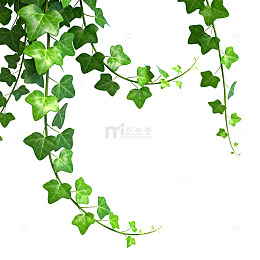 绿色藤蔓植物边框设计素材