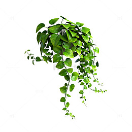绿色藤蔓植物插画