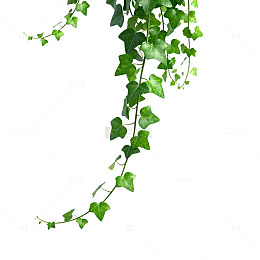 绿色藤蔓植物素材