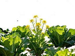田园风光蔬菜田景观