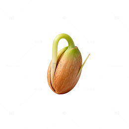 发芽坚果种子特写