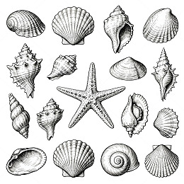黑白贝壳插画