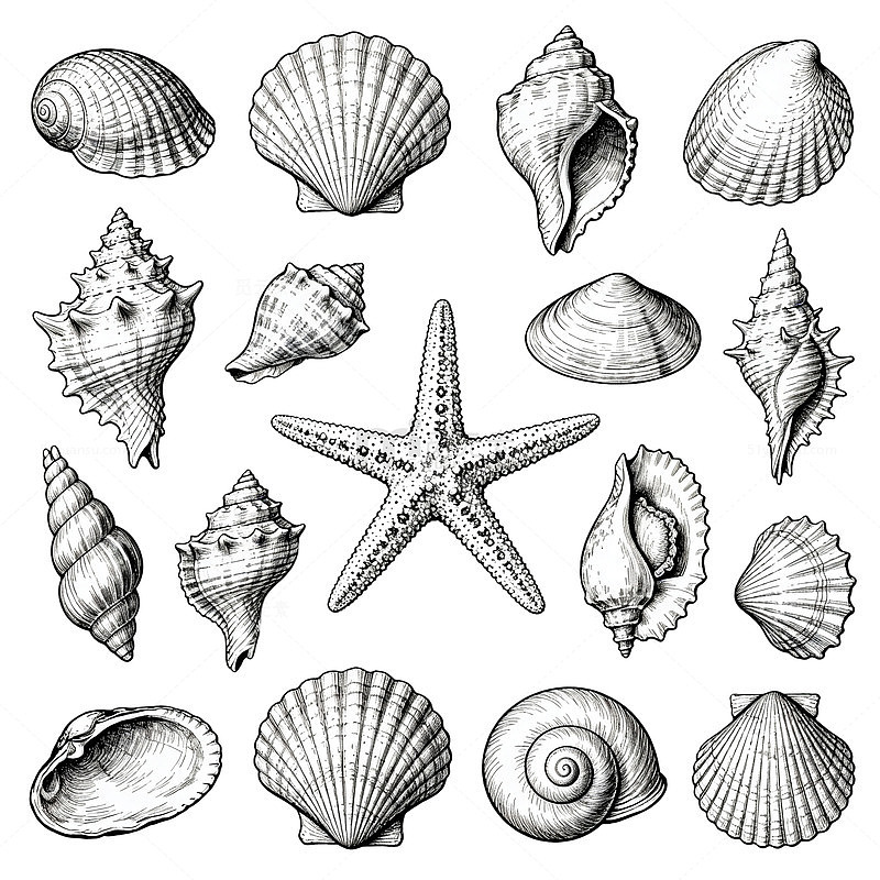 黑白贝壳插画