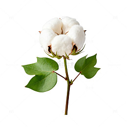 清新棉花植物图片素材