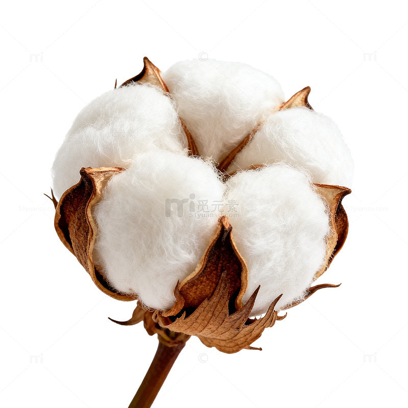 棉花实物片