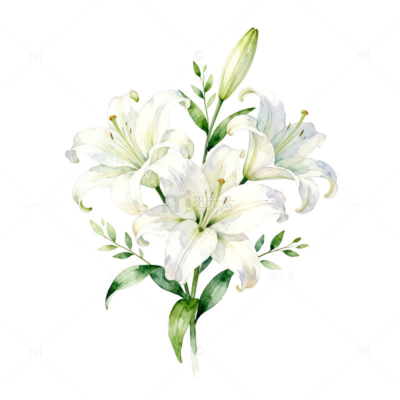 水彩百合花束插画设计元素