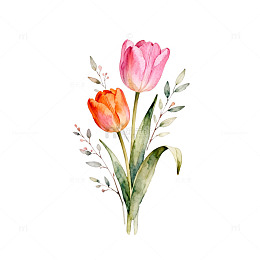 水彩郁金香花卉插图