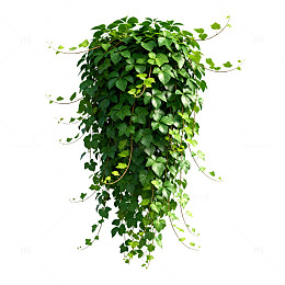 绿植攀爬装饰