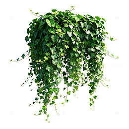 绿植攀爬植物3D模型