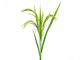 绿色水稻植株插图