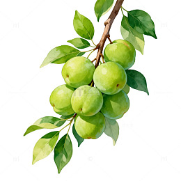 水彩青梅果树插画设计素材