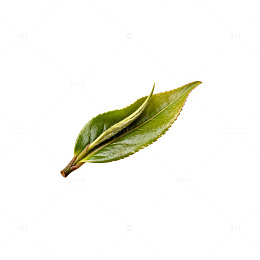 绿叶植物特写片