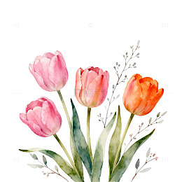 水彩郁金香花卉插画
