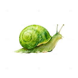 绿色蜗牛水彩画