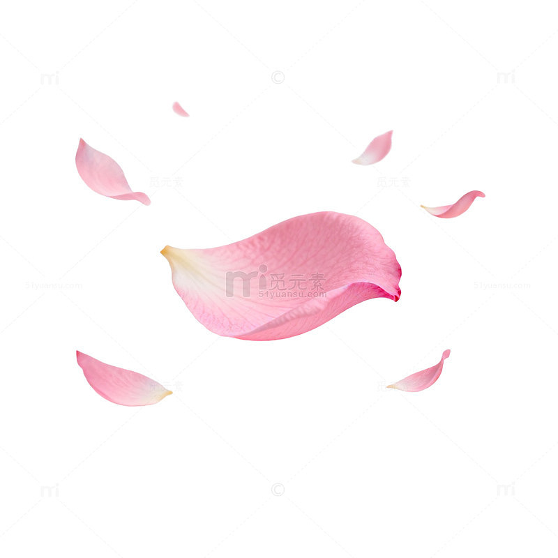 淡雅玫瑰瓣艺术