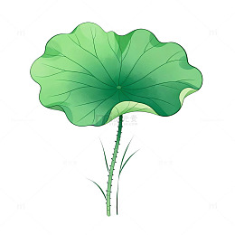 荷叶插图卡通风格植物插画