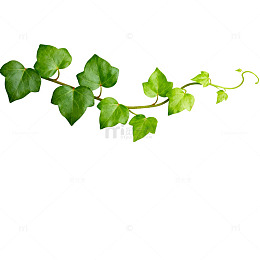 绿植藤蔓清新自然图片