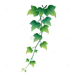 绿色藤蔓植物插画