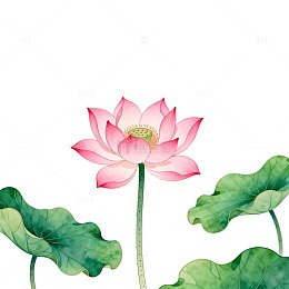 水彩荷花插图设计素材