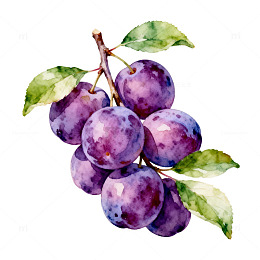 水彩葡萄果实插画素材