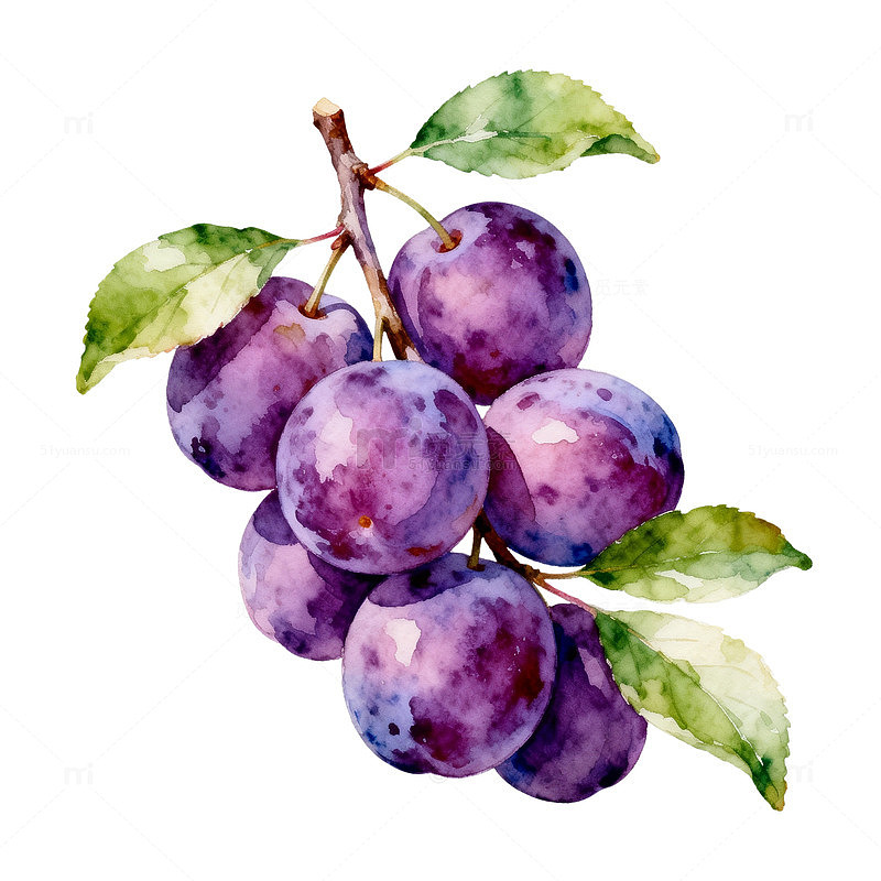 水彩葡萄果实插画素材