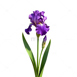 紫色鸢尾花栅栏美景