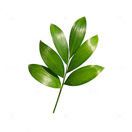 清新绿叶植物插画素材