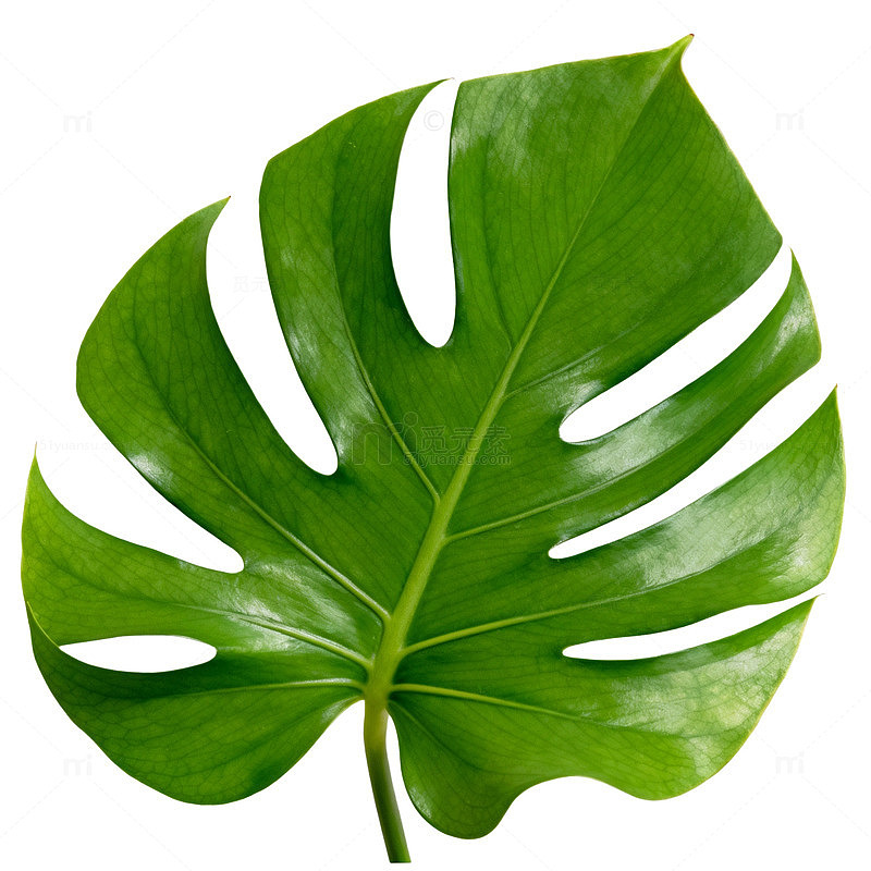 热带雨林风绿色植物叶片png素材
