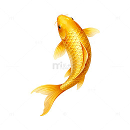 锦鲤插画素材