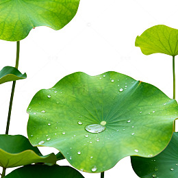 清新荷叶露珠图片
