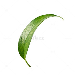 绿叶特写植物