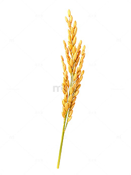 稻穗金黄色丰收植物插画