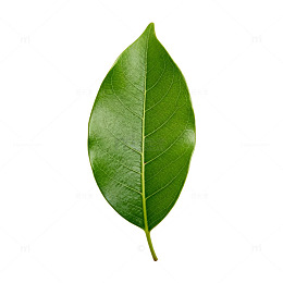 绿色叶片特写植物素材