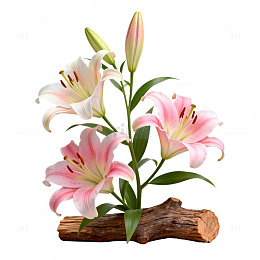 清新百合花艺设计素材